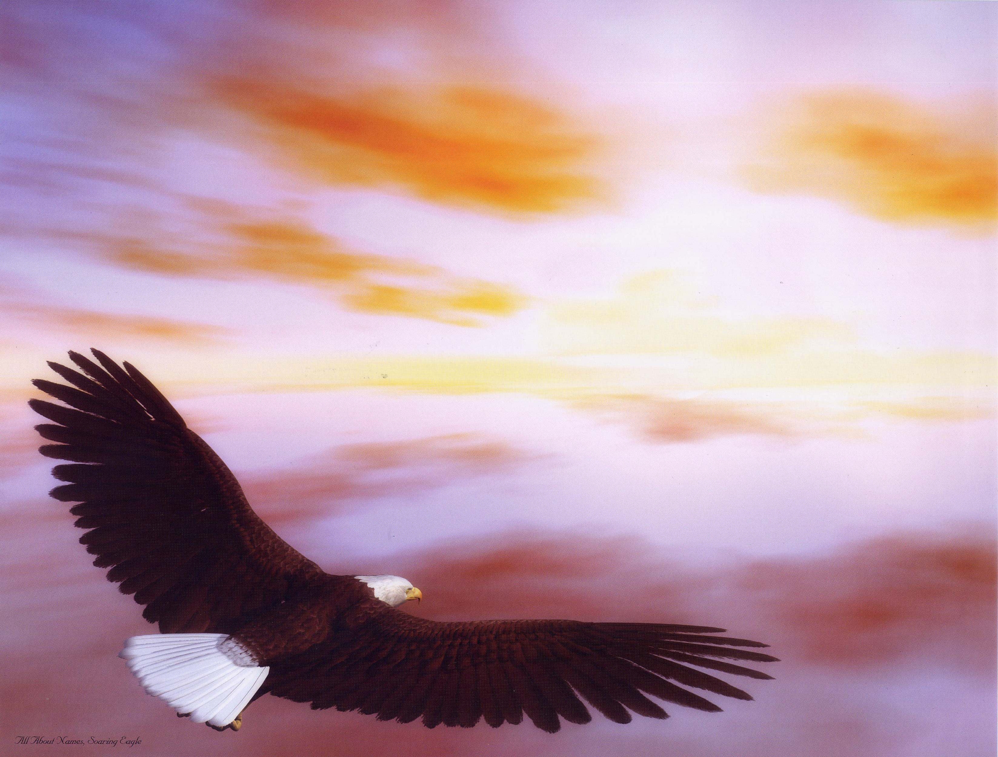 Soaring Eagle I Poem